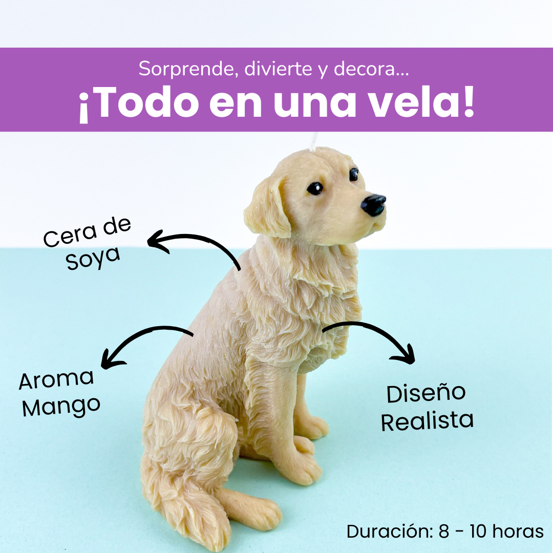 Vela Golden Retriever
