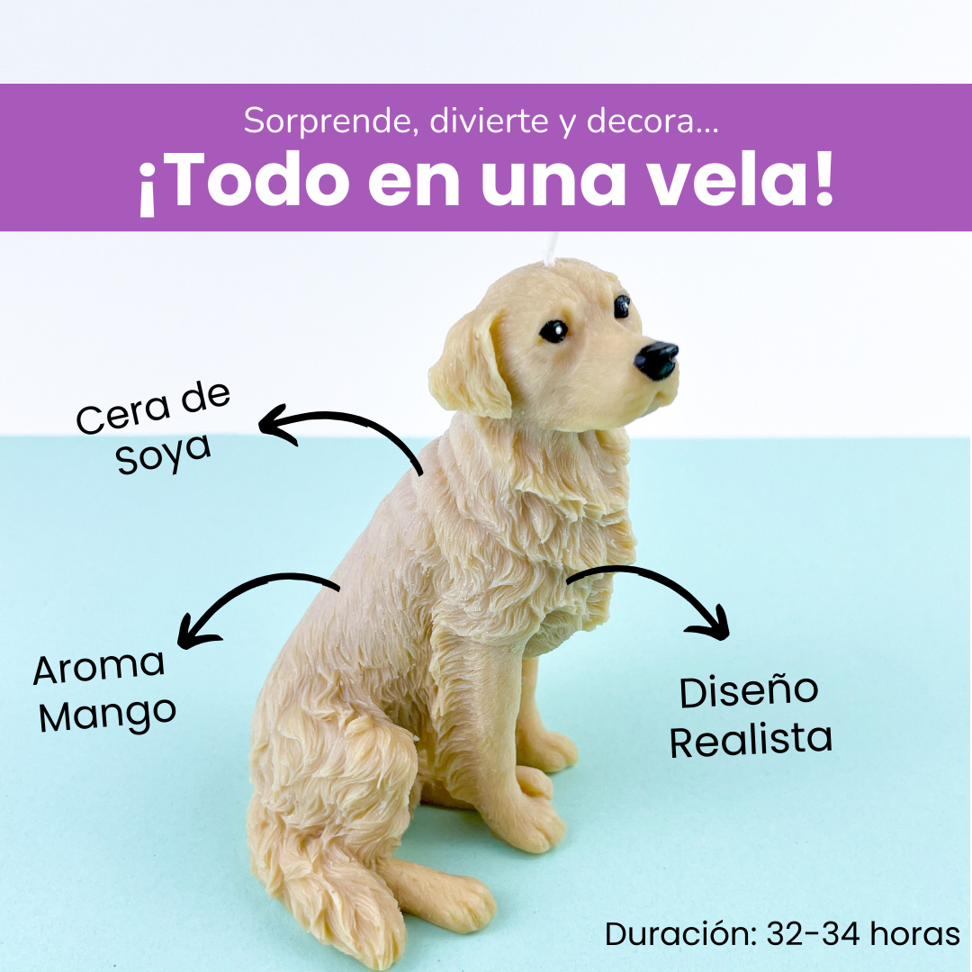 Vela Golden Retriever