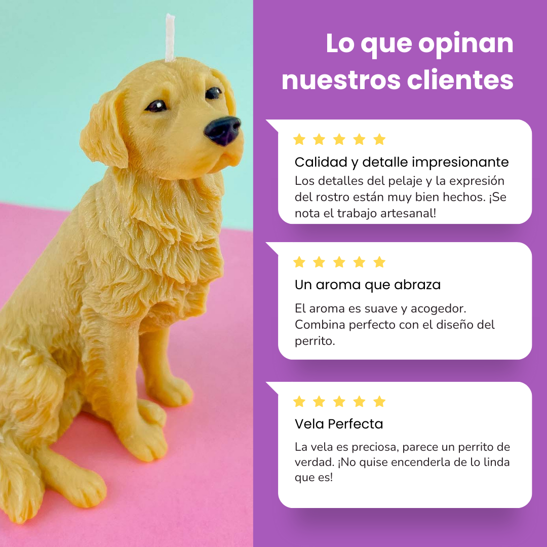 Vela Golden Retriever