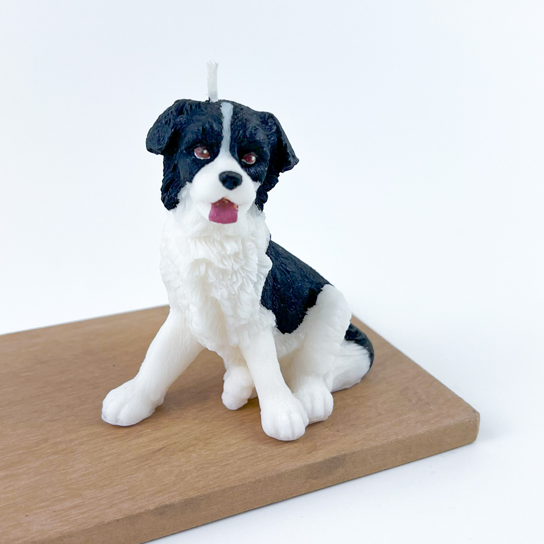 Vela Border Collie
