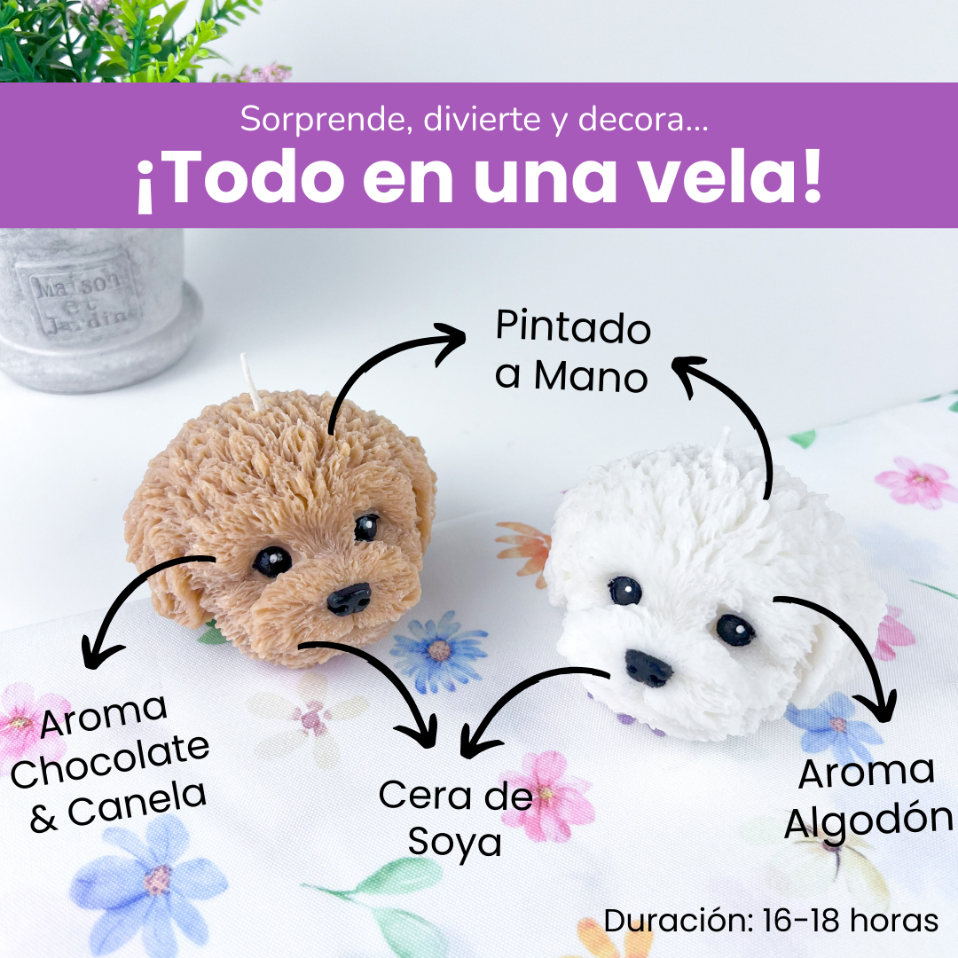 Vela Bichón Maltés