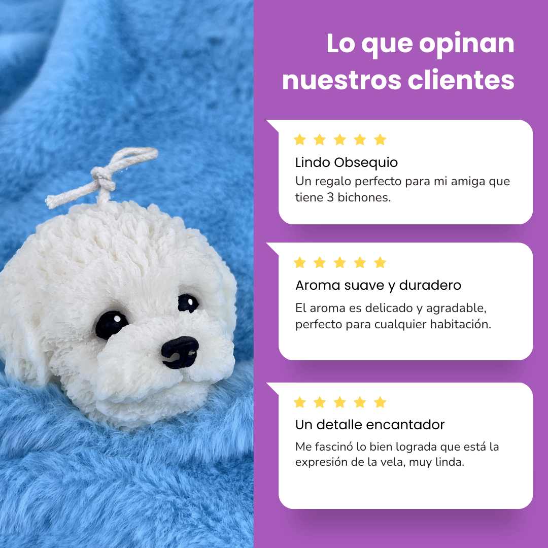Vela Bichón Maltés