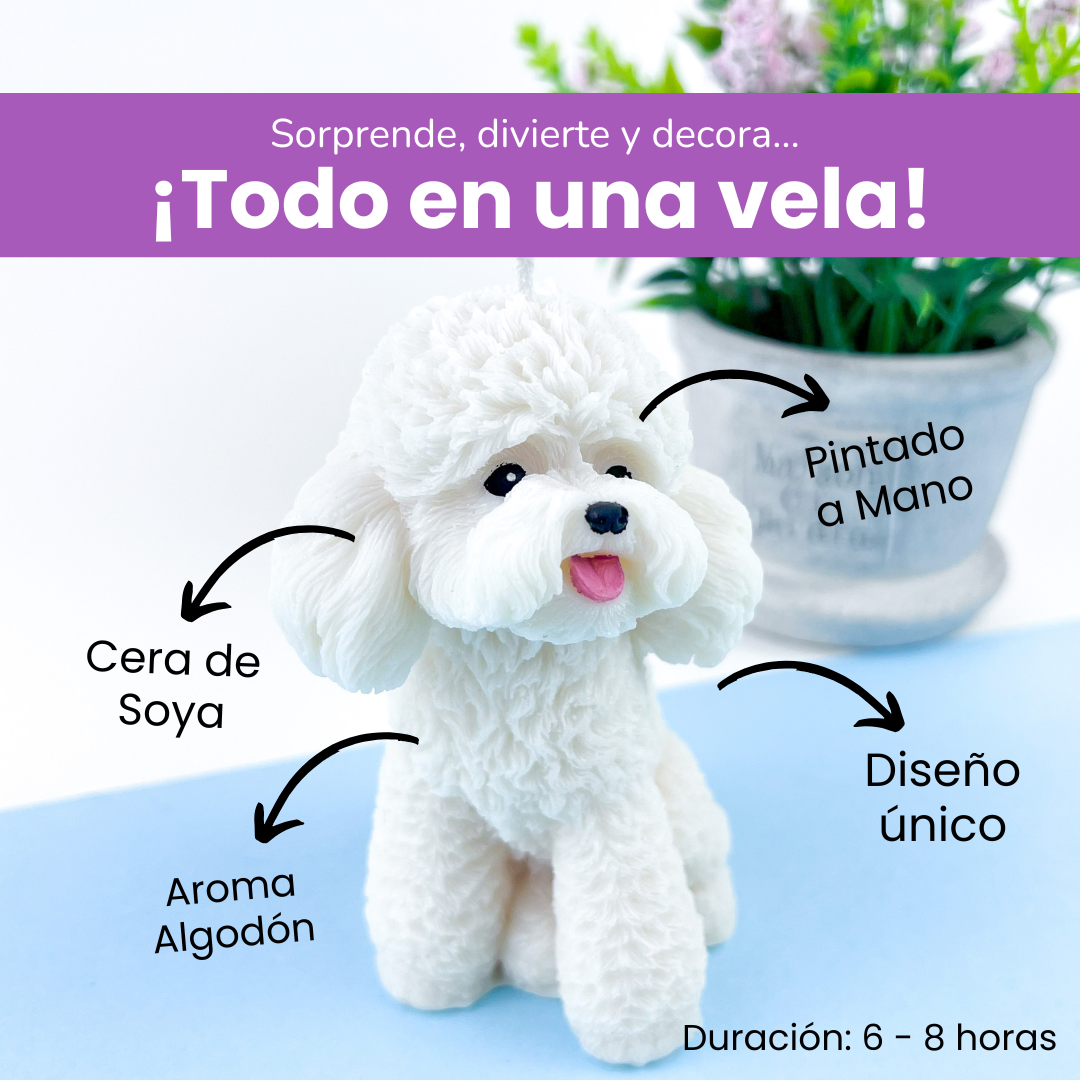 Vela Poodle