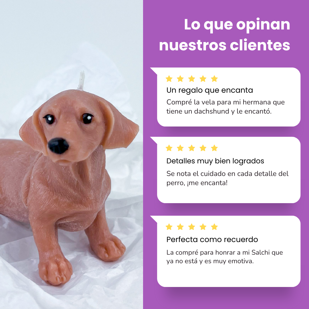 Vela Dachshund