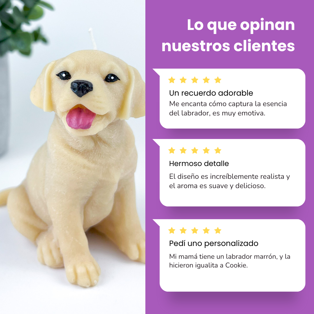 Vela Labrador Golden