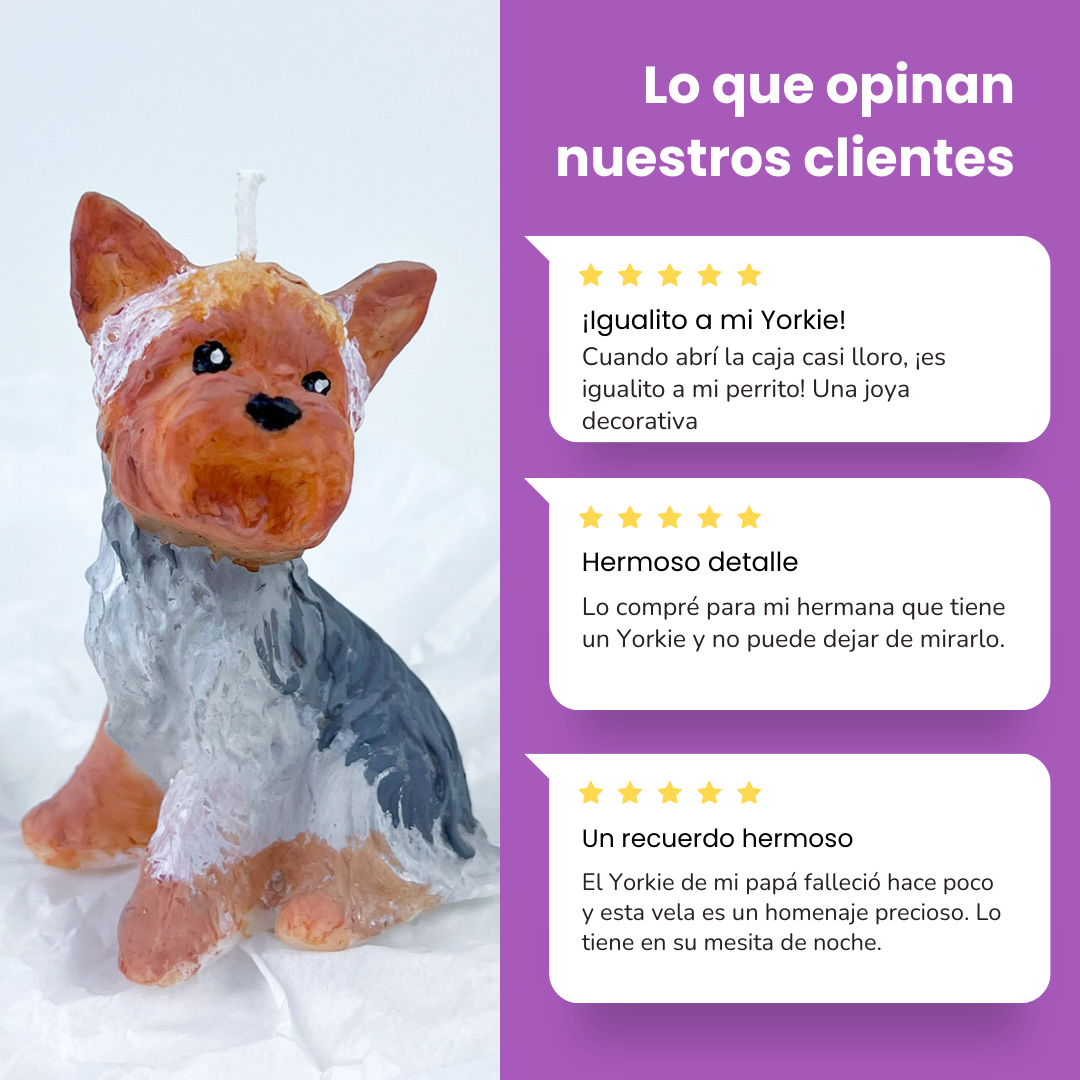 Vela Yorkie