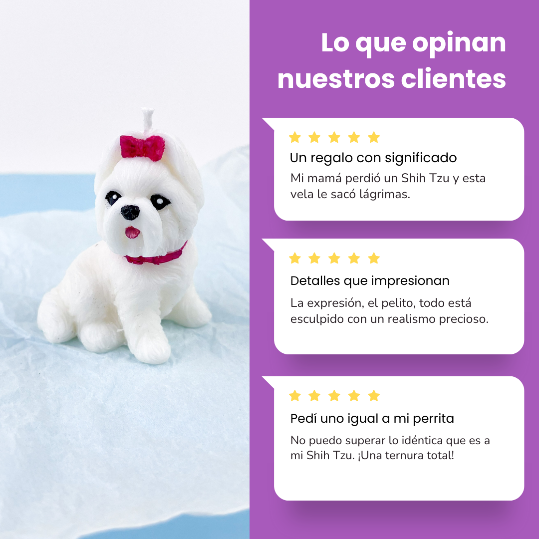 Vela Shih Tzú