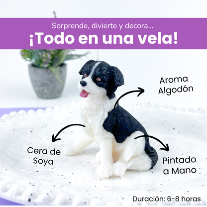 Vela Border Collie