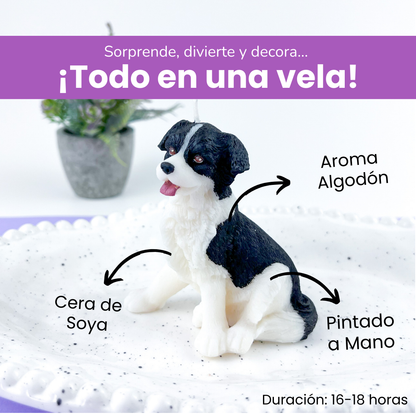 Vela Border Collie