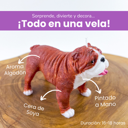 Vela American Bully