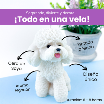 Vela Poodle
