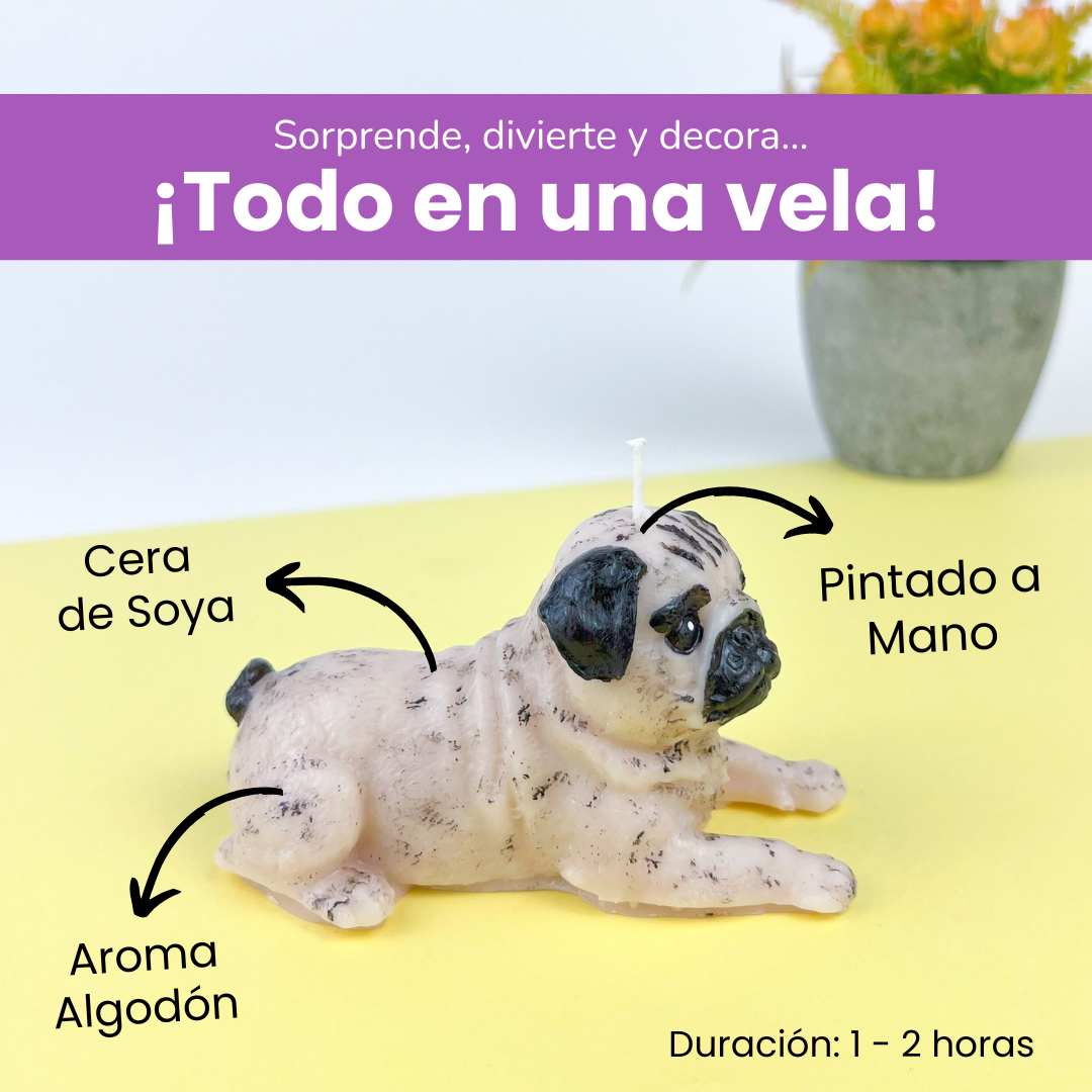 Vela Pug