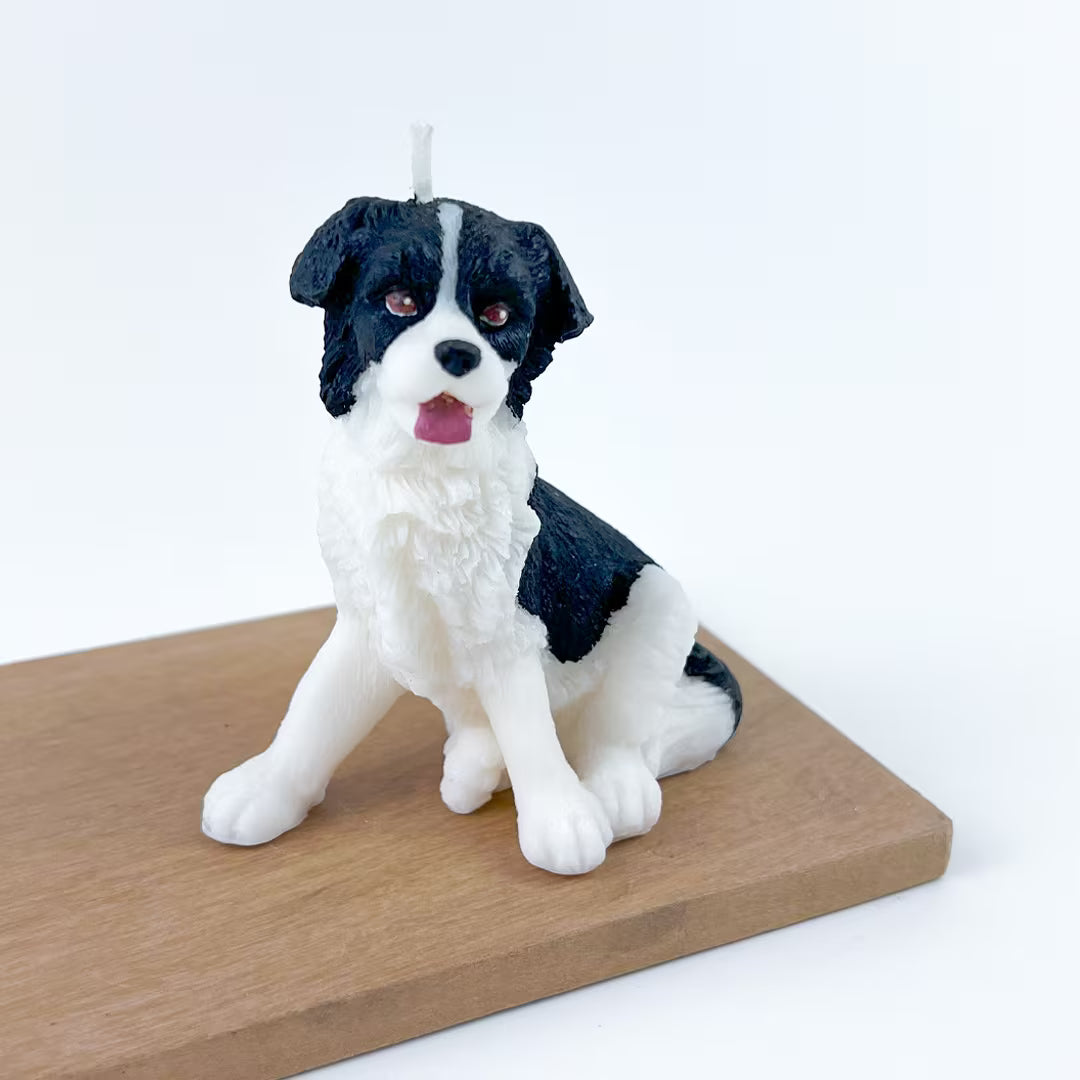 Vela Border Collie