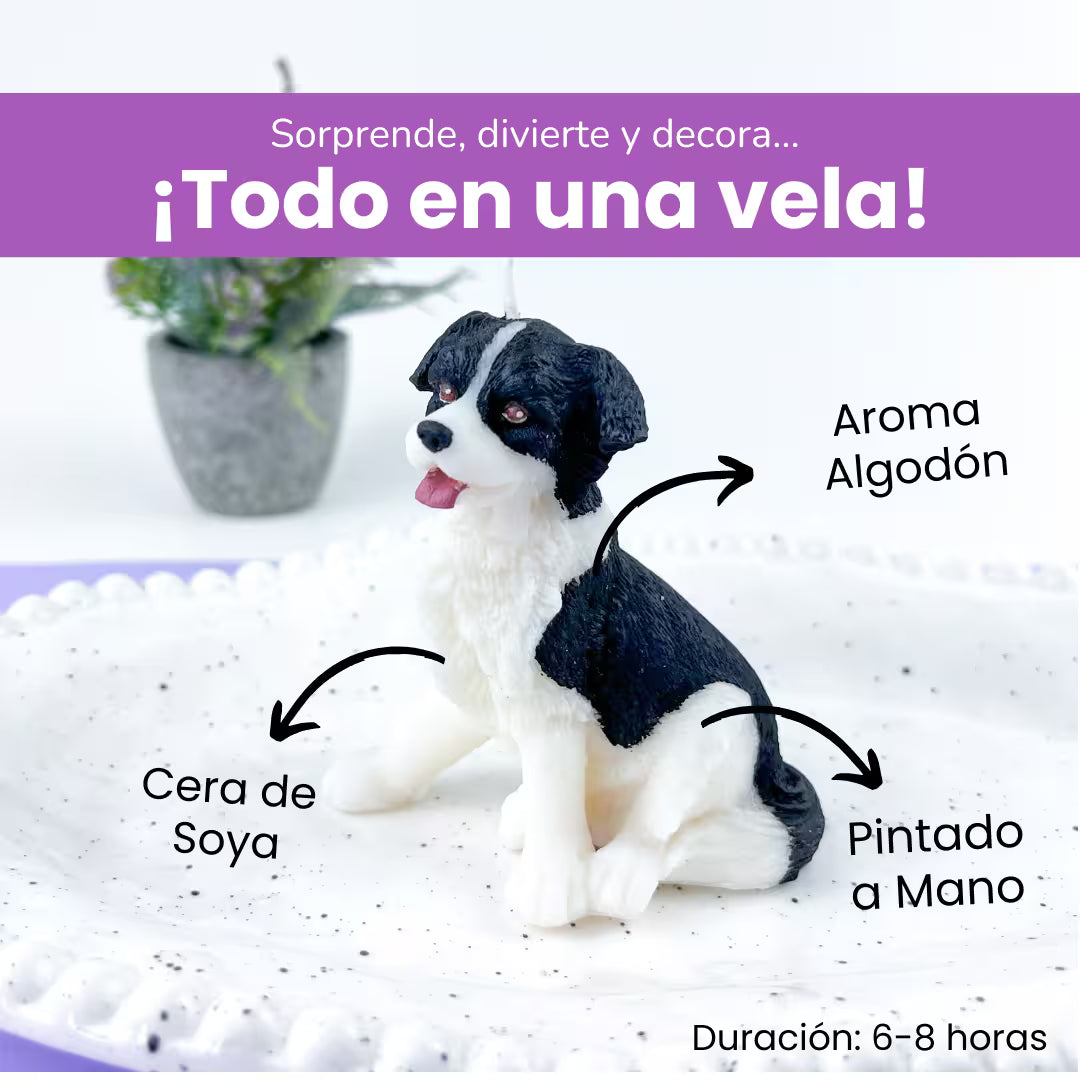 Vela Border Collie
