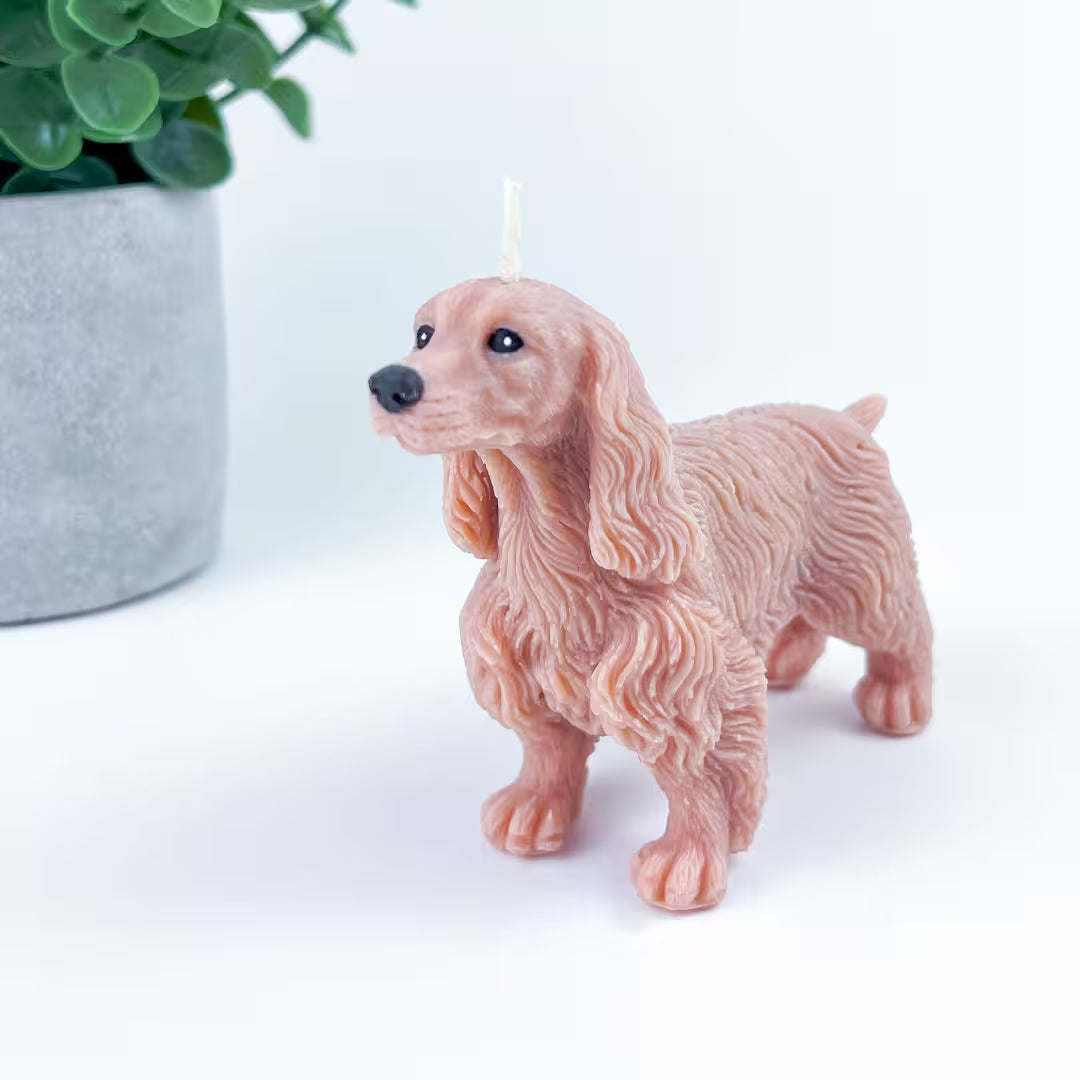 Vela Cocker Spaniel