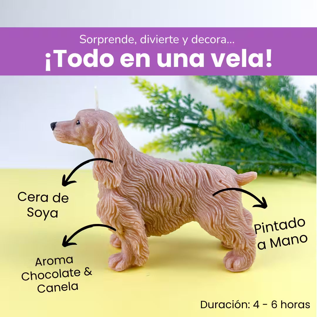 Vela Cocker Spaniel