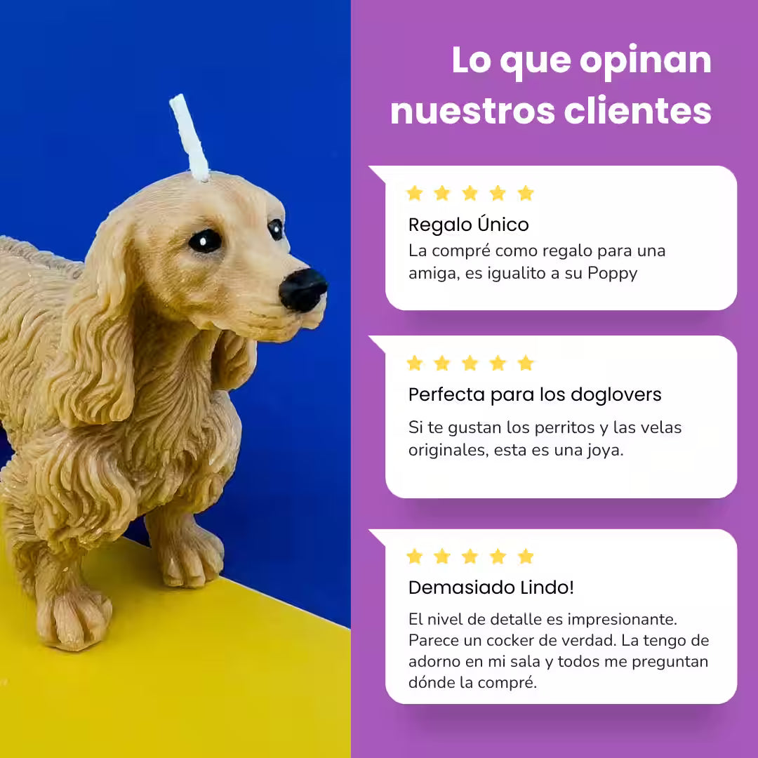 Vela Cocker Spaniel