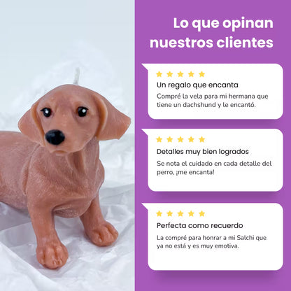Vela Dachshund