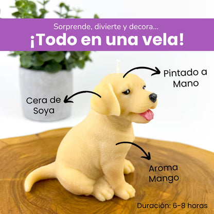 Vela Labrador Golden