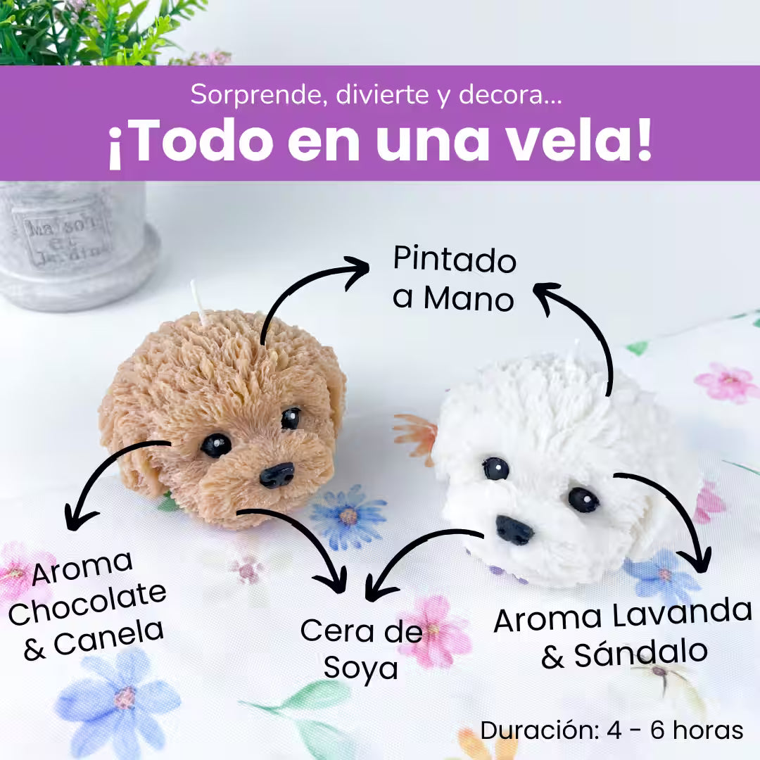 Vela Bichón Maltés