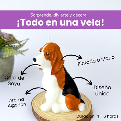 Vela Beagle